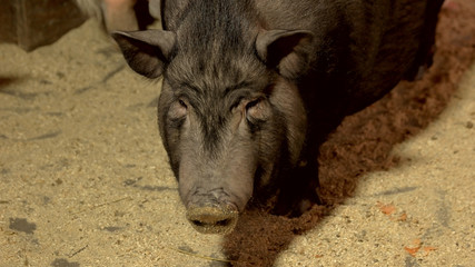Funny Vietnamese pig on farm close up. Curious black Vietnamese pig looking at camera while standing on sand in barn.