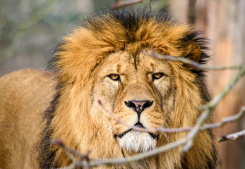 Lion posing for portrait