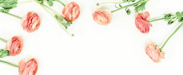 Flowers background banner. Pink flowers ranunkulus  on white background. Top view. Copy space. Holiday concept