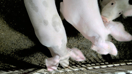 Pigs at the pig breeding farm. Funny pink piglets staying in mud at eco-farm, top view. Pig farming business.