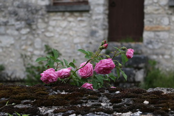 Beautiful pink roses. A stone wall in the background. A warm, pleasant spring day. France, Champagne.