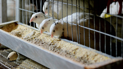 Young quails eating in a cage on a farm. Feeding quails at poultry farm. Quails farming concept. © DenisProduction.com