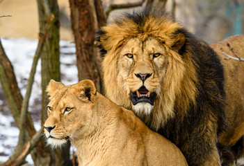 Lion posing for portrait