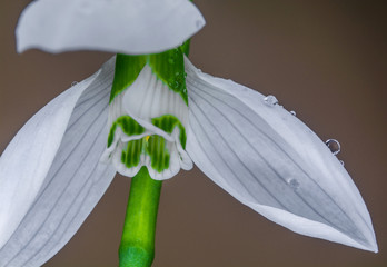 Middle of snowdrop flower with round water drops on the petal. Detail of white snowdrop flower over soft cream background. Close up photo of a snowdrop (Galanthus nivalis).