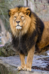 Obraz na płótnie Canvas Lion posing for portrait