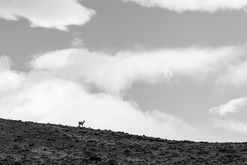 Wild guanacos in Torres del Paine NAtional Park in patagonia