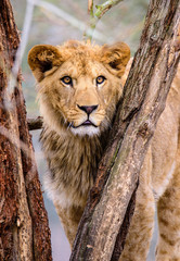 Lion posing for portrait