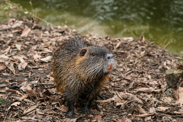 A picture of the coypus in Prague in Czech Republic. They live in water in the city and they are a problem for the ekosystem.  