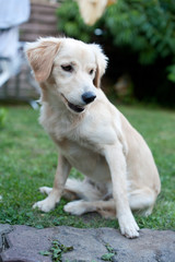 Welpe mit fragendem Gesicht