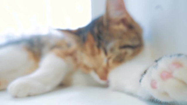 beautiful cute cat licking his paw on window sill with funny emotions on background of room. slow motion lifestyle video. Cat cleaning himself. adult cat lies on the window and licks the paws