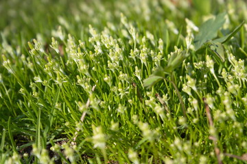 the serenity of nature