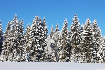 Traumhafte Winterlandschaft mit verschneiten Tannen, glitzerndem Schnee und blauem Himmel, Allgäu, Bayern