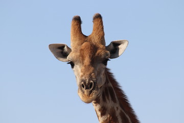 Naklejka premium Giraffe