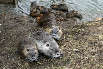 Obraz premium A picture of the coypus in Prague in Czech Republic. They live in water in the city and they are a problem for the ekosystem. 