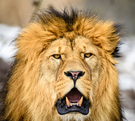 Lion posing for portrait
