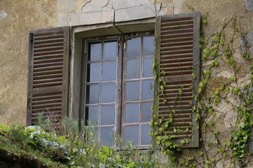Old, painted, wooden shutter. Growing plants. Green climber, creeper during spring. Grey, brown...