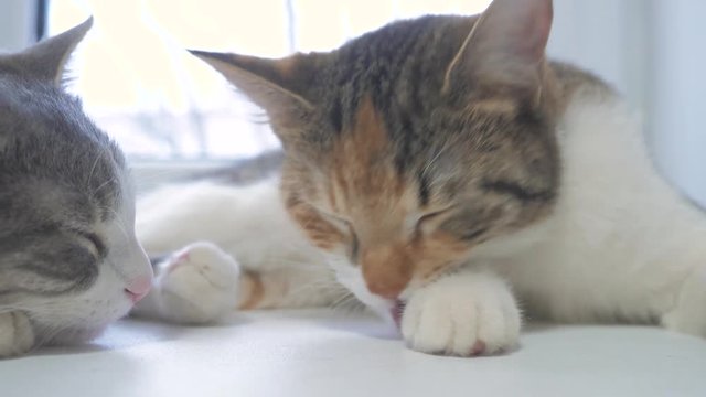beautiful cute cat licking his paw on window sill with funny emotions on background lifestyle of room. slow motion video. Cat cleaning himself. adult cat lies on the window and licks the paws