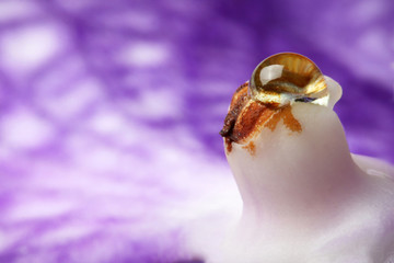 Closeup of a flower with a dew drop. Orchid with drops.