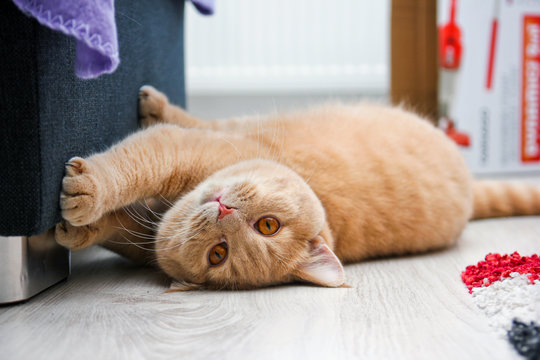 A cute red haired tabby tomcat is lying on the floor and touching the sofa with his paws. 