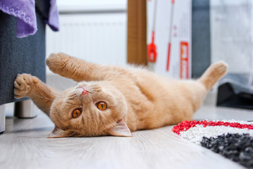 A cute red haired tabby tomcat is lying on the floor and touching the sofa with his paws. 