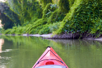 Fototapeta premium Kayaking near overgrown shore of green thick thickets of trees and wild grapes on the banks of river at summer. Bow of red kayak on Danube river.