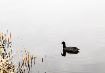 Duck on the pond
