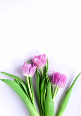 Flowers composition background. bouquet of purple violet tulips on a pale violet   background. top view. copy space. Holiday concept. Pastel colors background