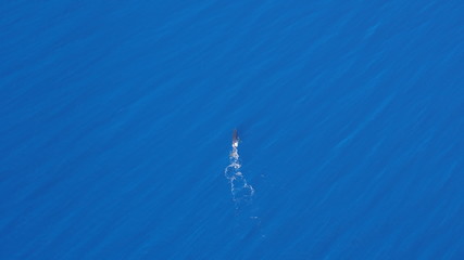 Humpback Whale Maui