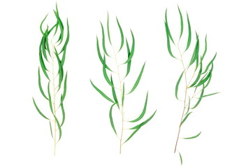 green eucalyptus nikoli branches herbs, leaves,  plants on white background top view. copy space. flat lay