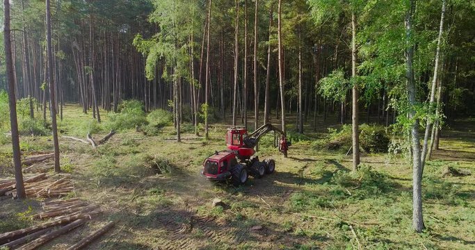 The complete process of cutting a tree with a forest harvester. A lumberjack operating a logging machine in a pine forest. Forest Industry. A cut-to-length (CTL) forest harvester. 