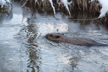 A European beaver swims in the winter water of a river with snow-covered shores
