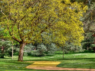 Fototapeta premium Arbre coloré dans un parc.