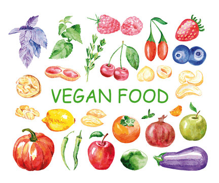 Watercolor vegan food. Hand painted realistic illustration