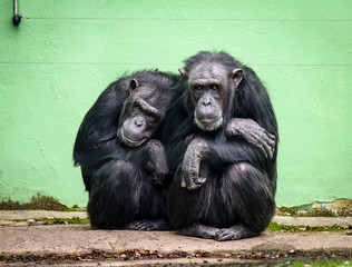 Common chimpanzee (Pan troglodytes), also known as the robust chimpanzee.