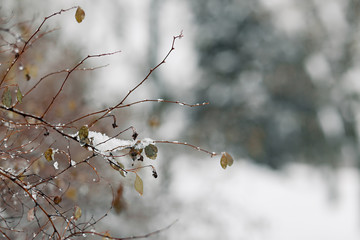 branch heavily covered with fresh snow in the park