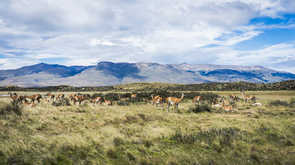 Wild guanacos in Torres del Paine NAtional Park in patagonia © shantihesse