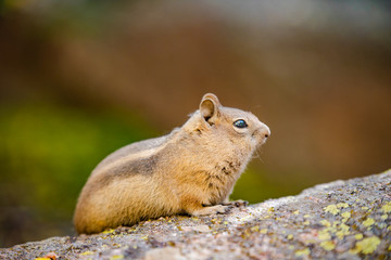 Chipmunk