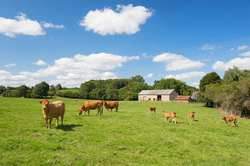 French landscape with brown cows