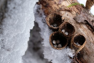 Zimowe grzyby - kubek prążkowany pod śniegiem - obrazy, fototapety, plakaty