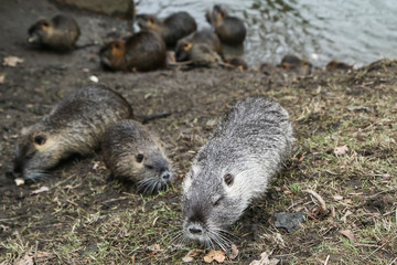 A picture of the coypus in Prague in Czech Republic. They live in water in the city and they are a...