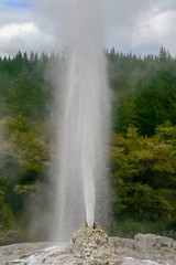 Lady Knox Geyser at Wai-O-Tapu Thermal Wonderland, Rotorua, North Island, New Zealand