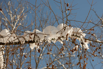 Snow on the tree