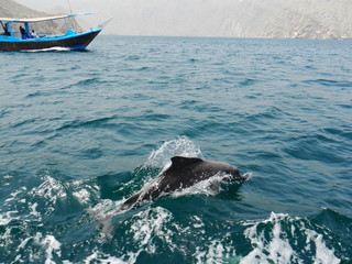 group of jumping bottlenose dolphins seen on a dhow boat cruise, fjords of Khasab, Musandam, Oman,...