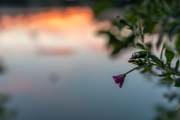 Kleine Blume vor farbenfrohem Hintergrund