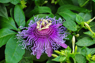 Purple Passiflora flower in the garden with leaves,