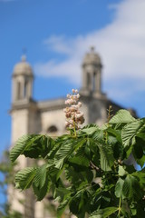 Horse chestnut flower. Twig. Spring. Beautiful, historic gothic cathedral of Saint Peter and Saint (background) in Troyes , France, Champagne