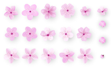 Naklejka na ściany i meble Realistic sakura or cherry blossom; Japanese Spring Flower Sakura; Pink Cherry Flower.