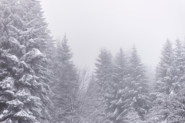 snowy wood trees