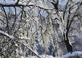 Tsaritsyno park in Moscow after icy rain. Russia