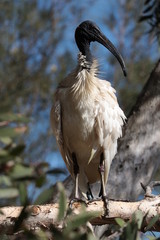 Australian white ibis on the tree, Threskiornis molucca, Sydney, Australia 